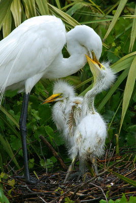 Egret feeding babies