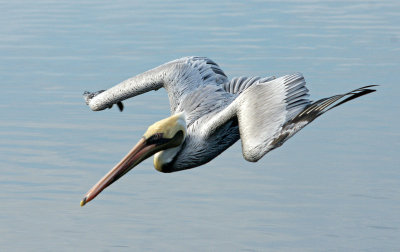 Brown Pelican diving for a fish