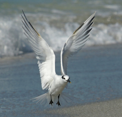 Tern Landing