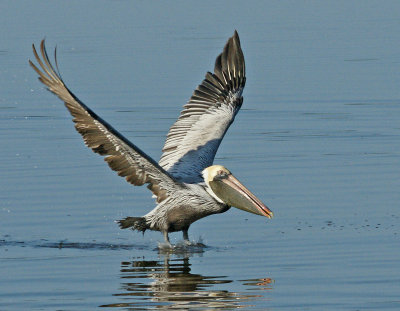 Brown Pelican taking off