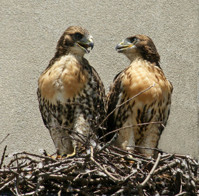 here's looking at you - Red tailed Hawks