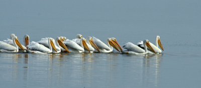 merritt-White Pelicans