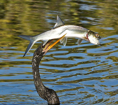 merritt-Anhinga With Fish