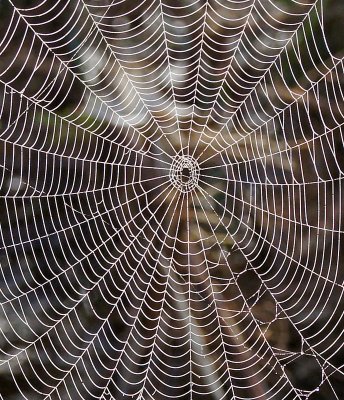 merritt-Cobweb