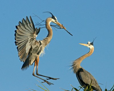 viera-Herons