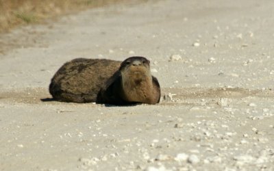 viera-Otter