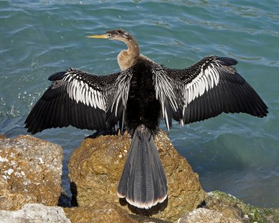 Venice- Anhinga drying its wings