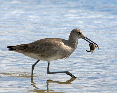 ft. desoto-Willet with crab
