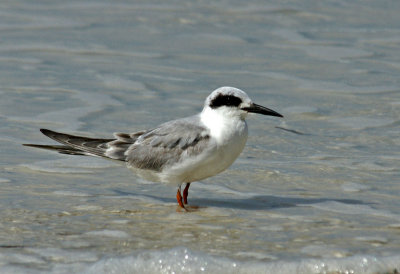 Venice-Fosters  tern