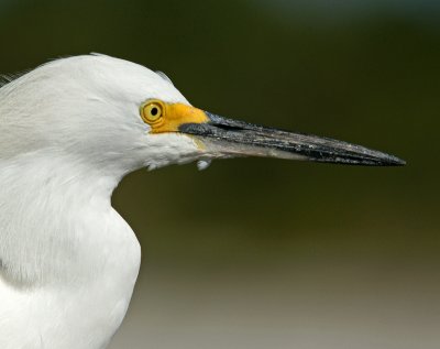 venice-Snowy Egret