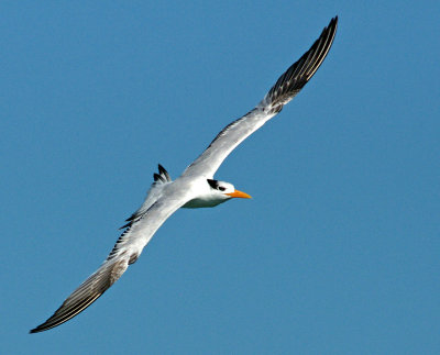 venice-Tern
