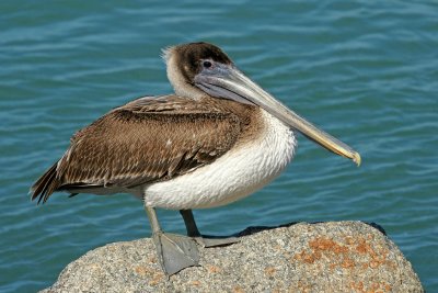 venice-Brown Pelican