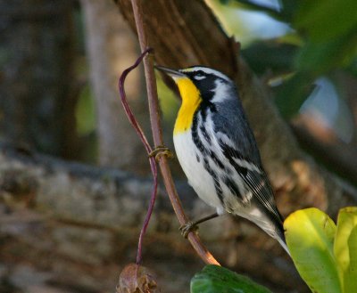 dingdarling-Yellow Throated Warbler