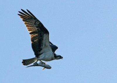 dingdarling-Osprey with fish - heavily cropped