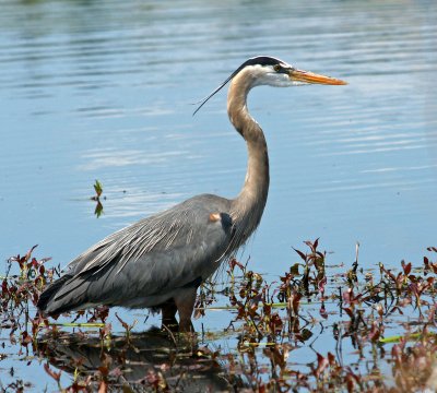 Great Meadows -Concord- 5-7-2012 - Great Blue Heron