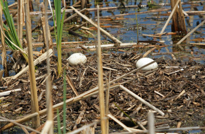 Great Meadows Concord- Abandoned eggs.