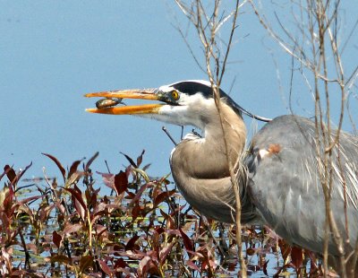 Great Meadows Concord-Heron with fish