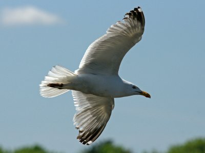 Dam area- gull in flight - light behind the bird.