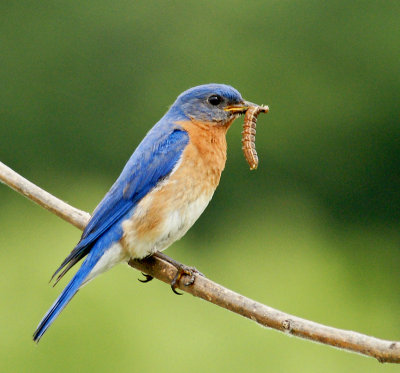 westboro-bluebird with worm
