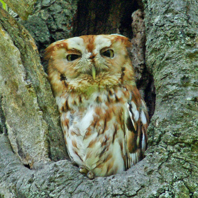 Screech Owl-5-20-12 Taken at the Cemetery in Winchester