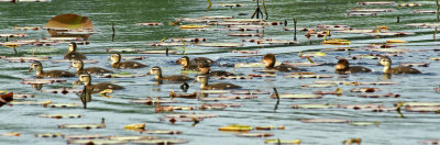 Wood Duck