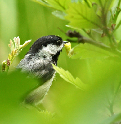 water row-Chickadee