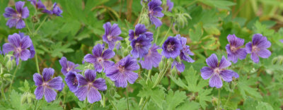 wayside inn-flowers