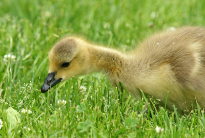 wayside inn-5/26/12 - gosling