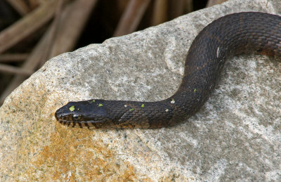 great meadows-Snake