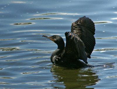 medford dam-Cormorant