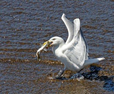 medford dam-Gull with fish