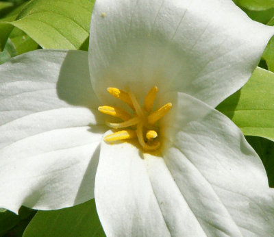 garden in woods-5/11