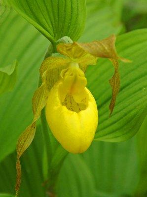 garden in woods-Lady slipper 5/12