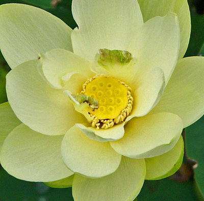 gr mead-lotus flower 7/11