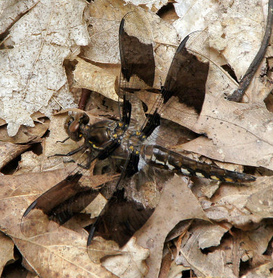 garden in woods-Dragonfly