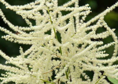 garden in woods-120619-