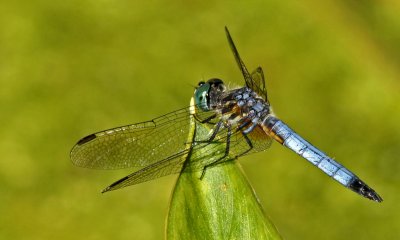 broadmoor-dragon fly