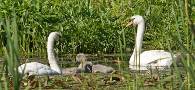broadmoor-Swan family