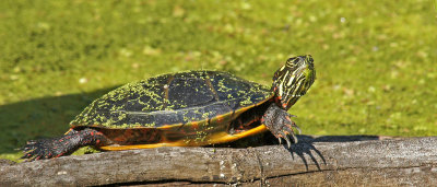 broadmoor-turtle