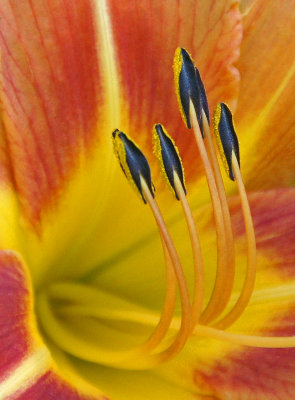 wellesley college-Daylily