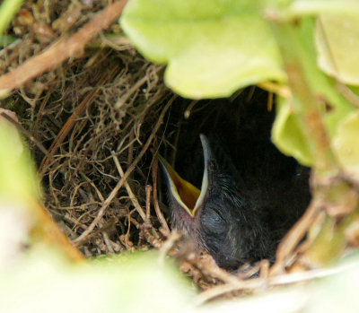 Carolina Wren-Baby nesting in a geranium plant on our deck 7/1/12