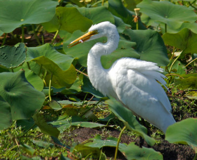 great meadow- egret with fish-