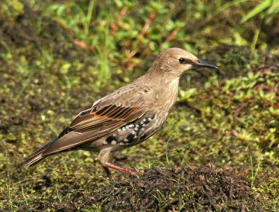 water row-Starling 8/5/12