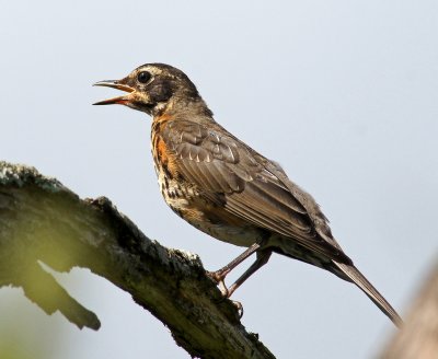 water row-Immature Robin