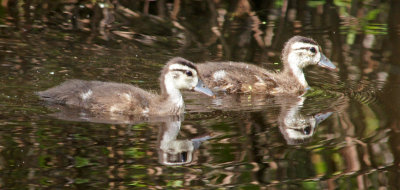 water row- Immature Wood Ducks