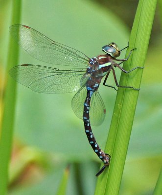 garden in woods-Dragonfly 7/19/12