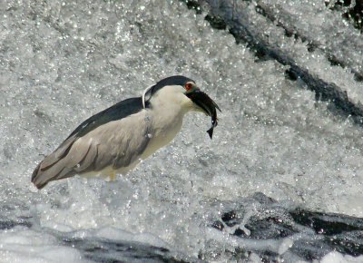 night herons-Heron swallowing fish