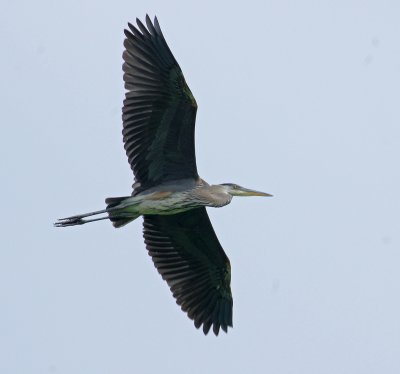 Great Blue Heron fly over