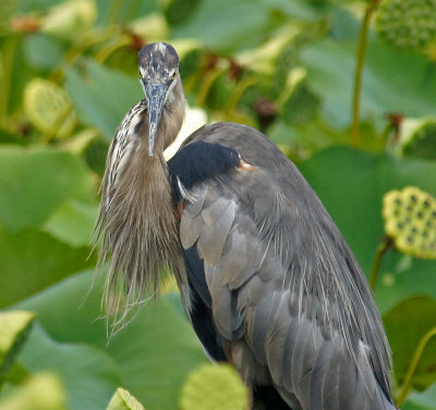 Great Blue Heron -heavily cropped