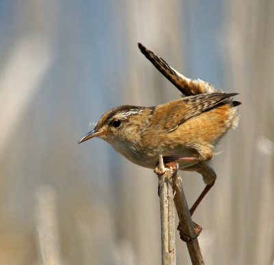 gr mead marsh wren-5/20/12 marsh wren